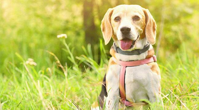 Beagles detectan cáncer de pulmón según estudio